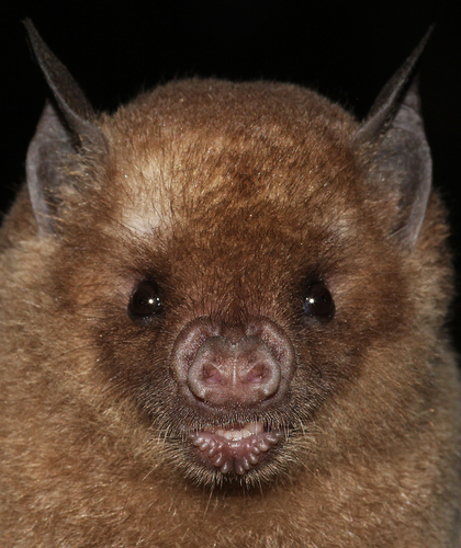 A close-up image of the head of an Antillean fruit-eating bat