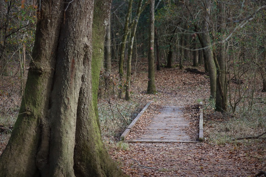 A short wooden boardwalk on a leaf-covered trail in the woods, with a large tree trunk in the foreground.
