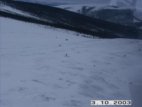 1 Yukon-Charley Rivers National Preserve Wolf Capture 2003