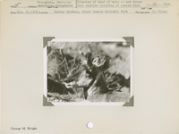 hfca_1607_iva_013_10_002_1749_a. Antelope [American Pronghorn]: Sideview of head of male -- new horns show outside covering of coarse hair.. Locality: Indian Gardens, Grand Canyon National Park. Negative #: 1749