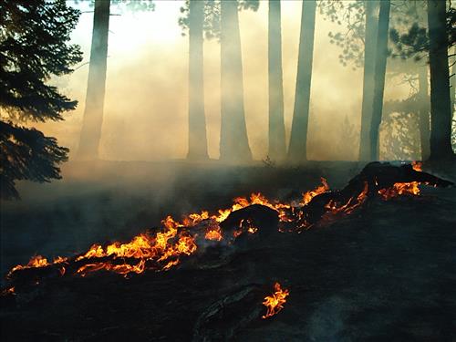 West Kern wildfire used for resource benefit, Sequoia and Kings Canyon National Parks, summer 2003