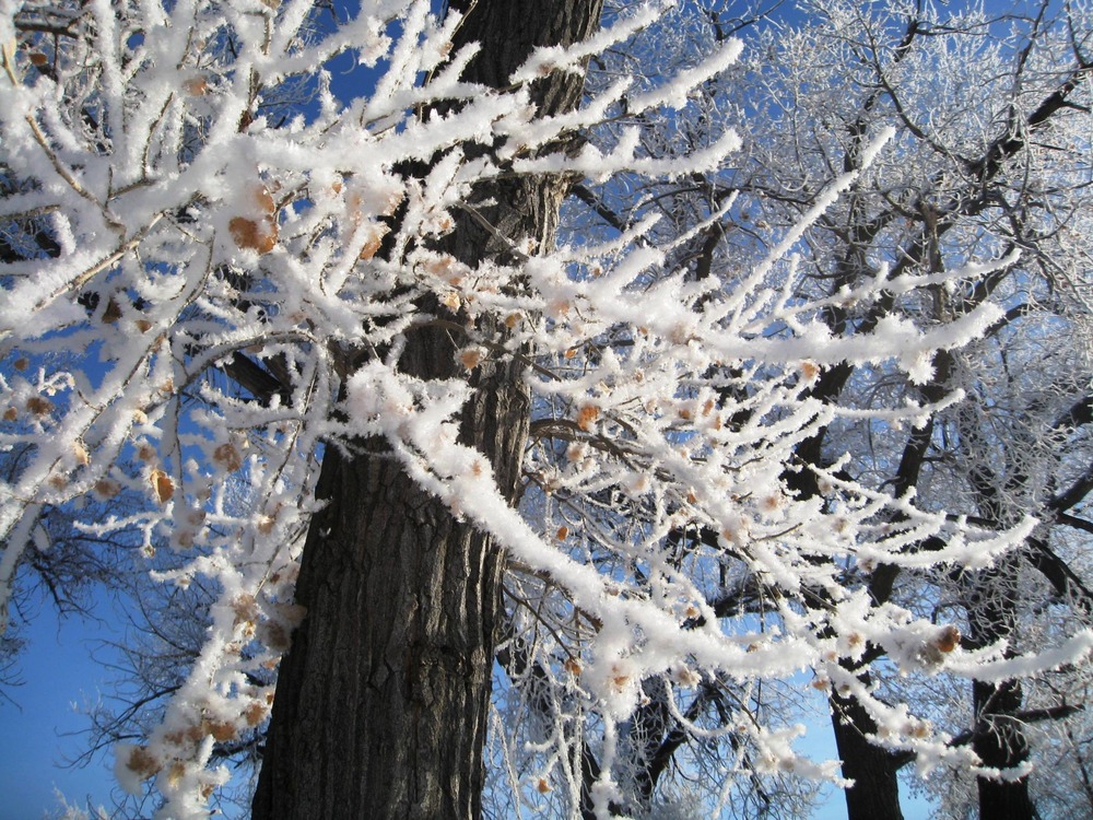 Hoarfrost on the Cottonwoods 11-12-2013