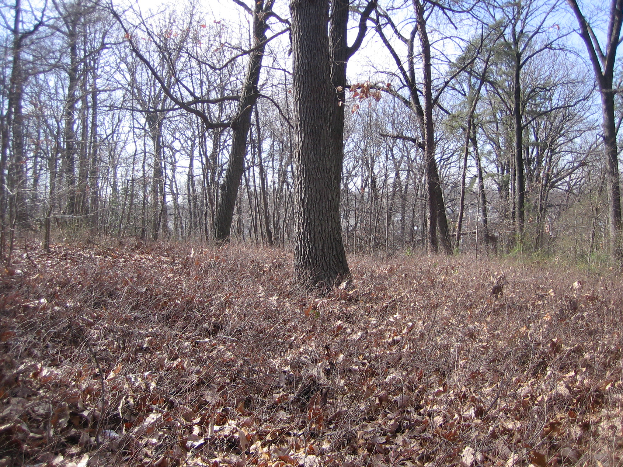 Bare low shrubs in the Mixed Oak / Heath Forest