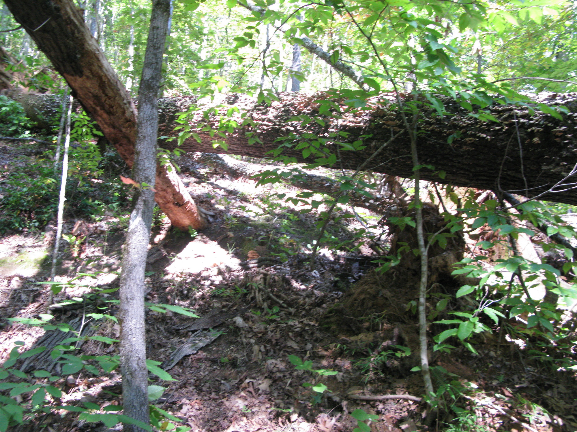 GRSM Accuracy Assessment. Plot Code: GRSM_AA_0235_3