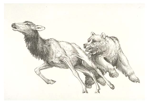 Grizzly bear chasing an elk in the spring time.