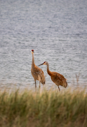 Two sandhill cranes walk along Sand Point Beach at Pictured Rocks National Lakeshore