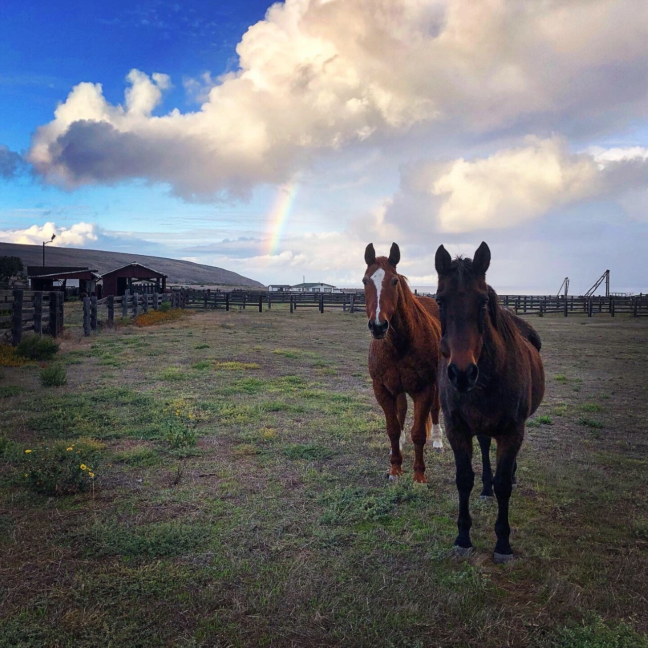 . Sam and Bullet, the last two horses on Santa Rosa Island standing in a pasture with clouds behind them illuminated by the sun.