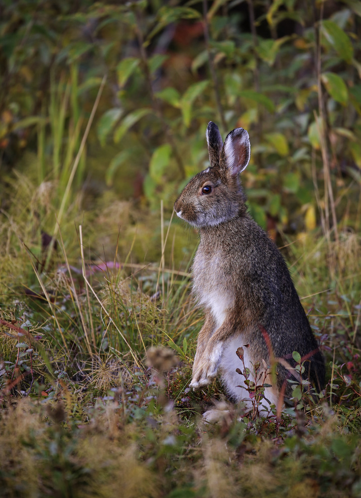 a snowshoe hare on its hind legs in a forest