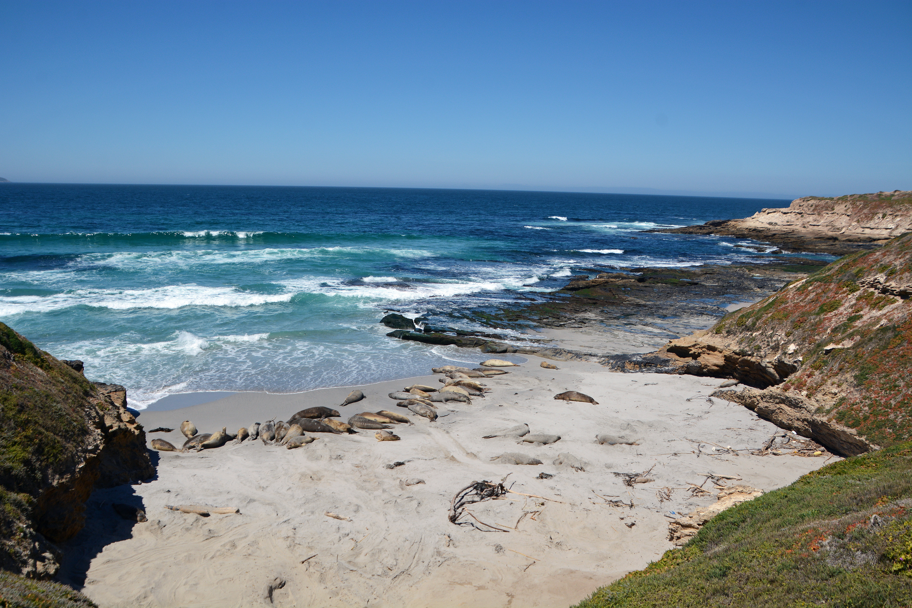 seals and sea lions laying on the coast