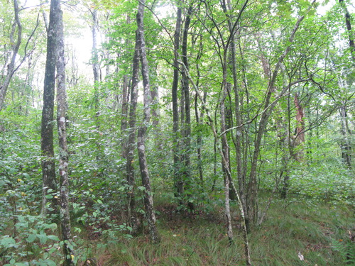 GRSM Accuracy Assessment. Plot Code: GRSM_AA_0598_3