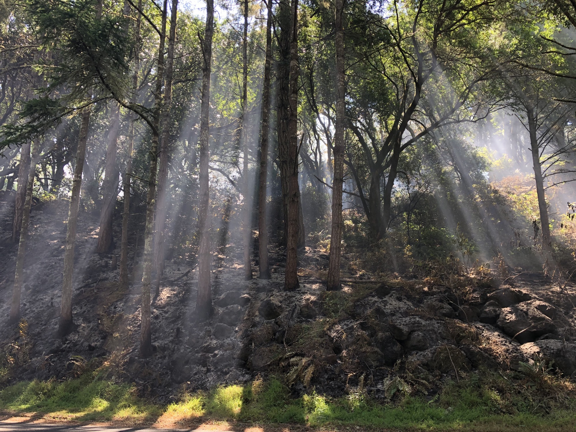 Sunlight beams between trees and create a pattern of light and shadow in smoke rising from charred vegetation on the ground.