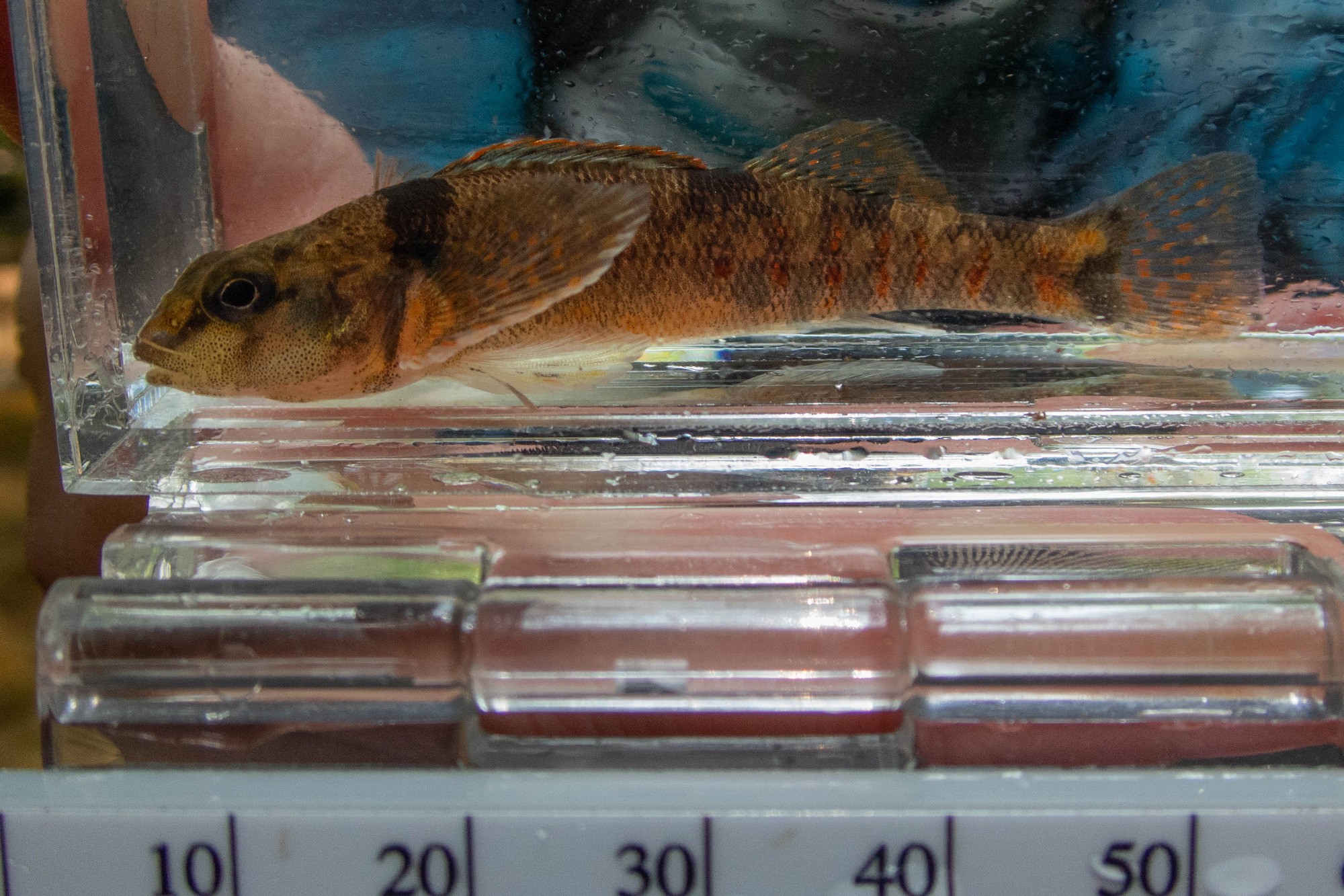 Etheostoma variatum (variegate darter) - full body, adult