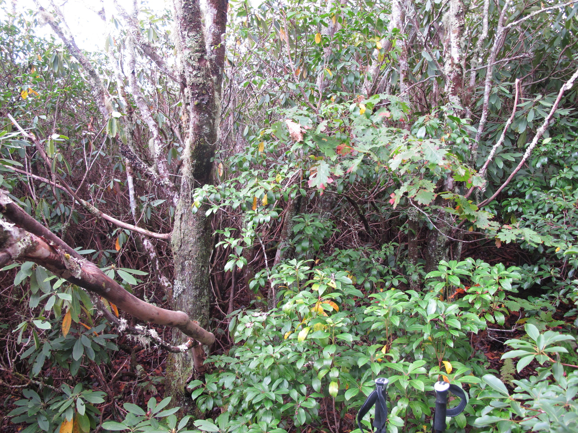 GRSM Accuracy Assessment. Plot Code: GRSM_AA_0121_5