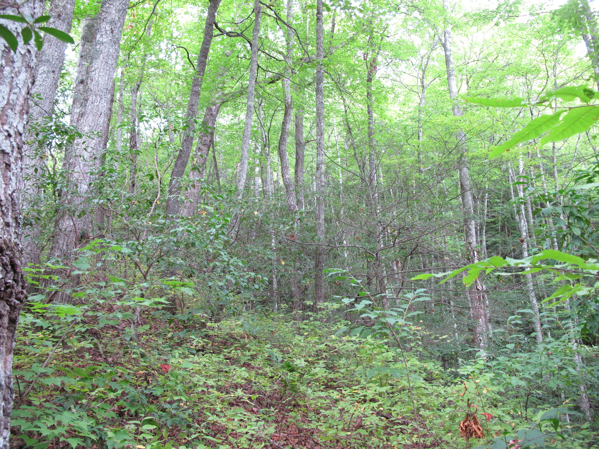 GRSM Accuracy Assessment. Plot Code: GRSM_AA_0888_3