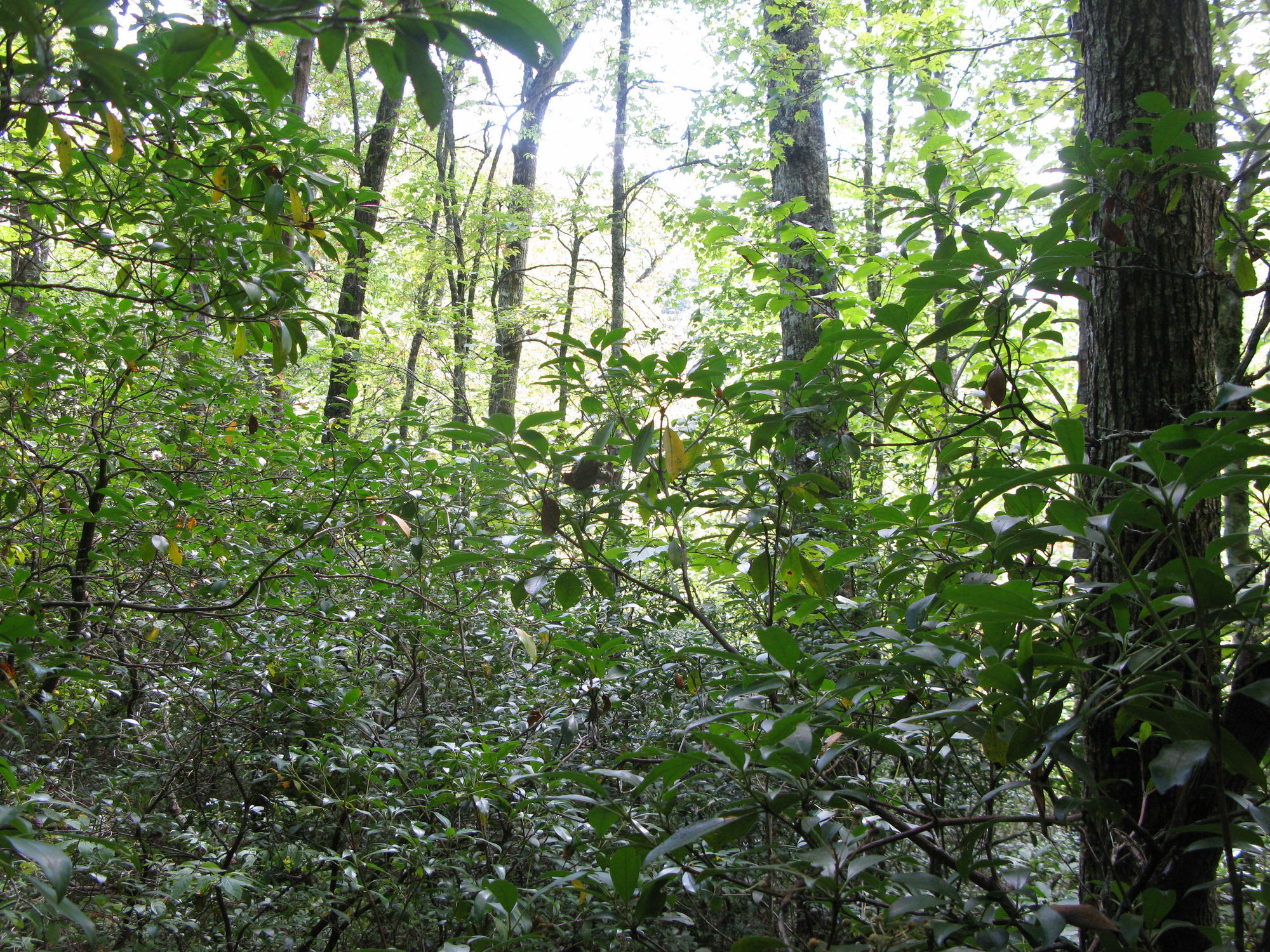 GRSM Accuracy Assessment. Plot Code: GRSM_AA_0806_6