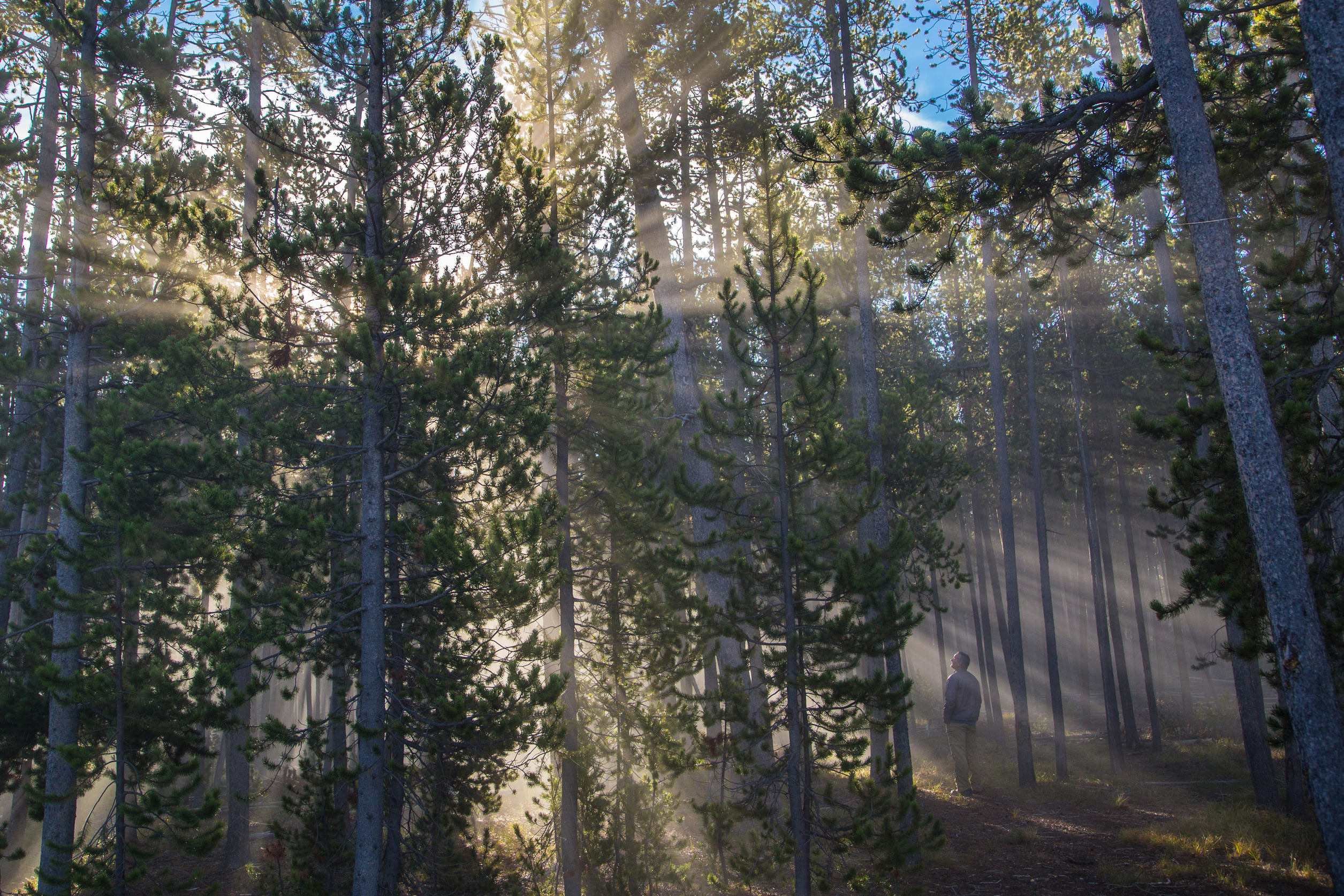 Light is filtering through trees and steam in air as a person looks up into the trees.