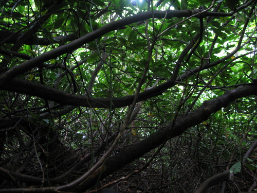 GRSM Accuracy Assessment. Plot Code: GRSM_AA_0384_6