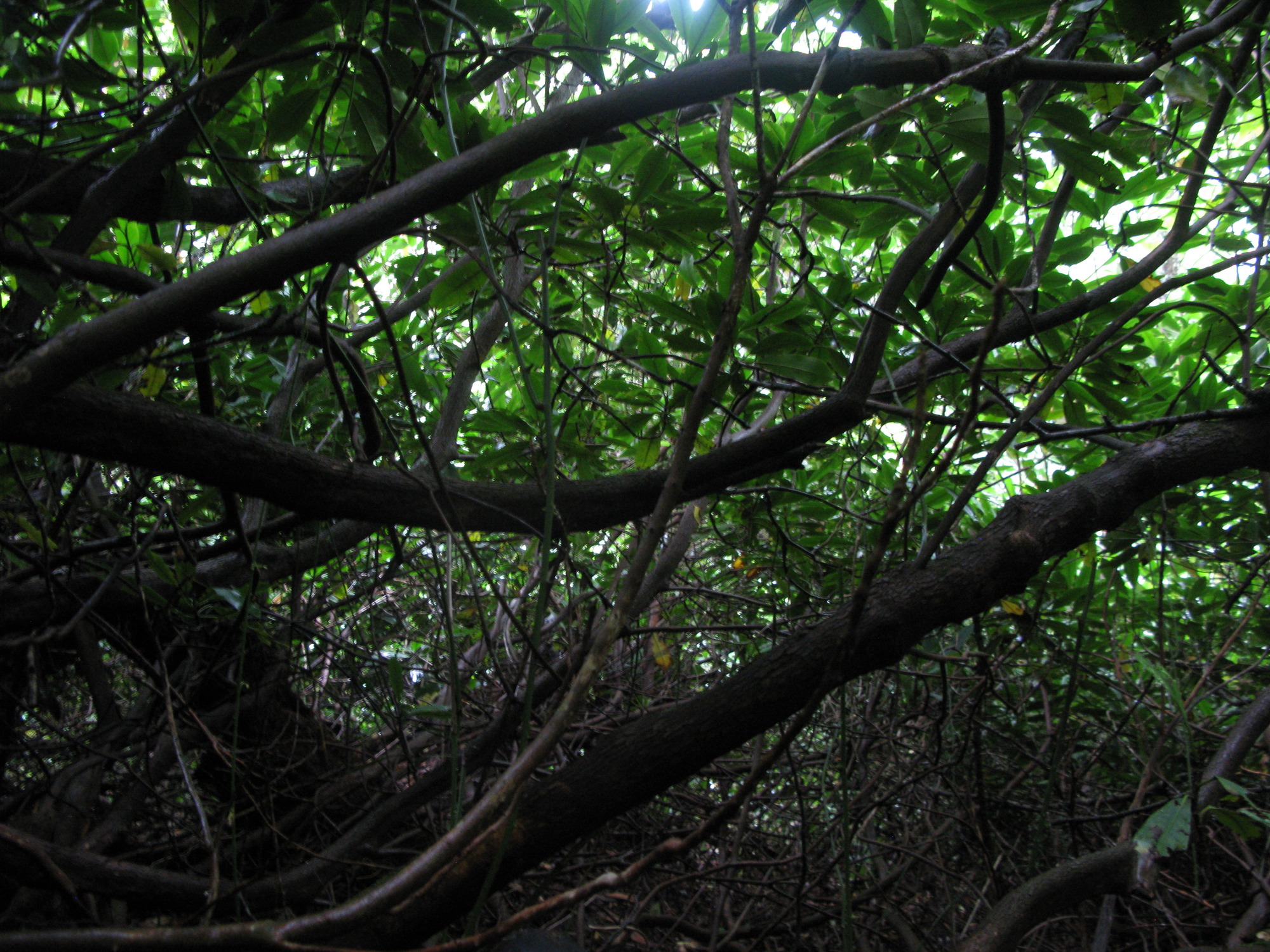 GRSM Accuracy Assessment. Plot Code: GRSM_AA_0384_6