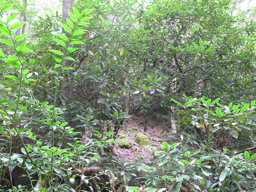 GRSM Accuracy Assessment. Plot Code: GRSM_AA_0199_6