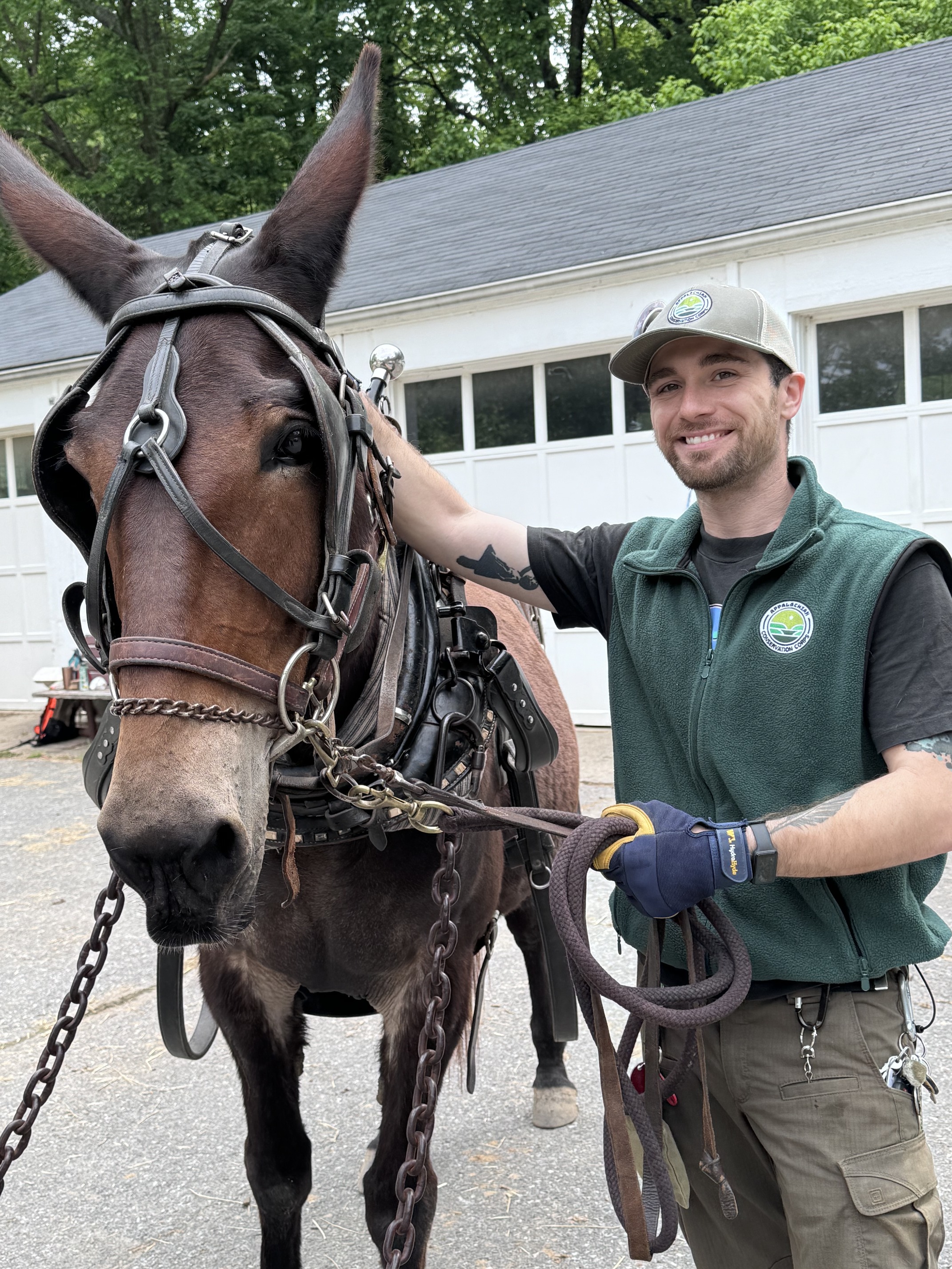 Park intern standing with a black and brown mule that is wearing black leather harness. 