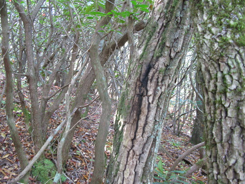 GRSM Accuracy Assessment. Plot Code: GRSM_AA_0192_4