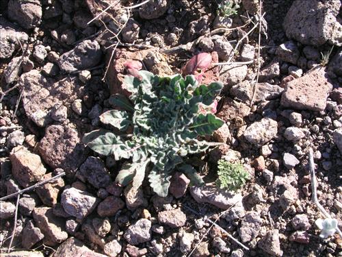 Streptanthus carinatus. Big Bend National Park, Route 13, mile 15. February 2004