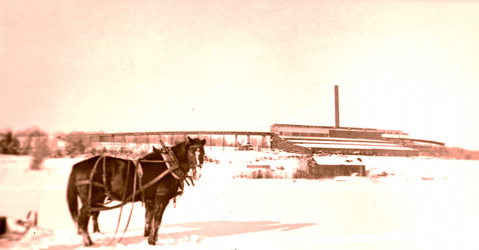 A draft horse pauses for a photo.