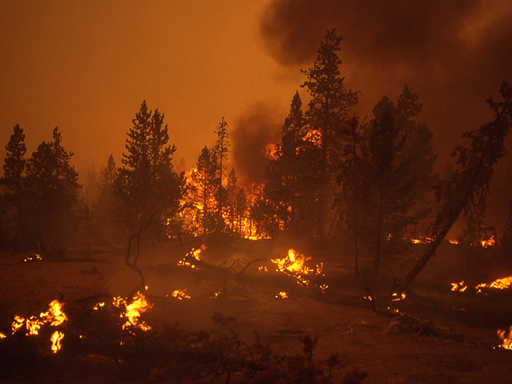 Ground fire at Norris Geyser Basin
