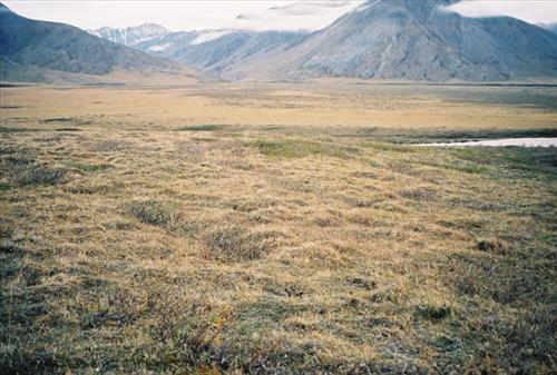 2 Gates of the Arctic National Park and Preserve Itkillik Birds June 2006