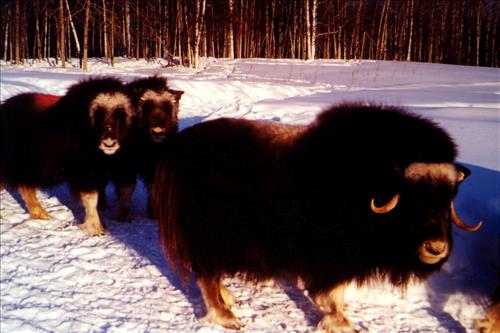 1 Muskoxen in Alaska
