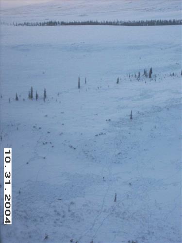 3 Gates of the Arctic National Park and Preserve Koyukuk Moose Survey 2004