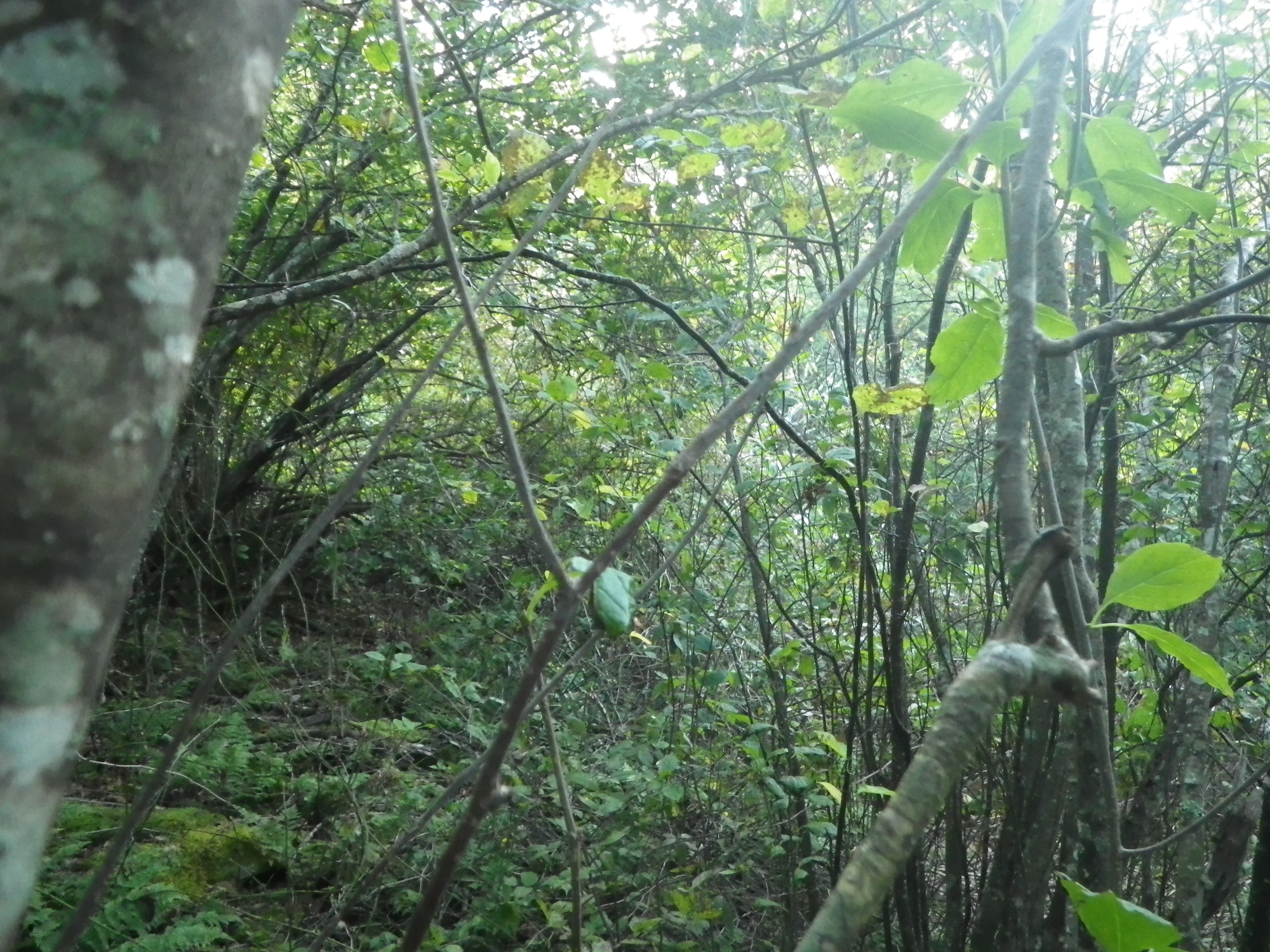 GRSM Accuracy Assessment. Plot Code: GRSM_AA_0314_3