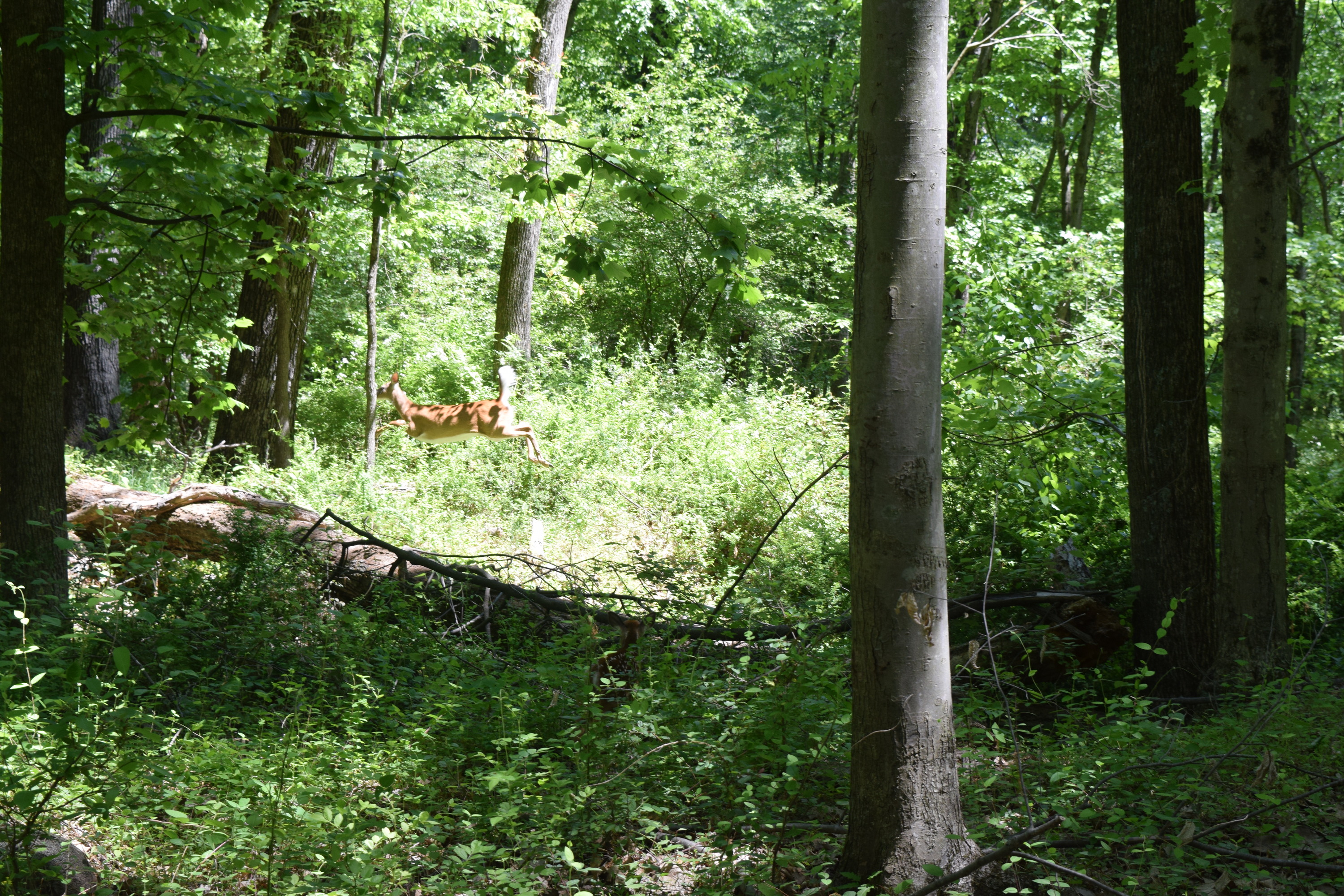 White tailed Deer in Hopewell "Big Woods" forest 