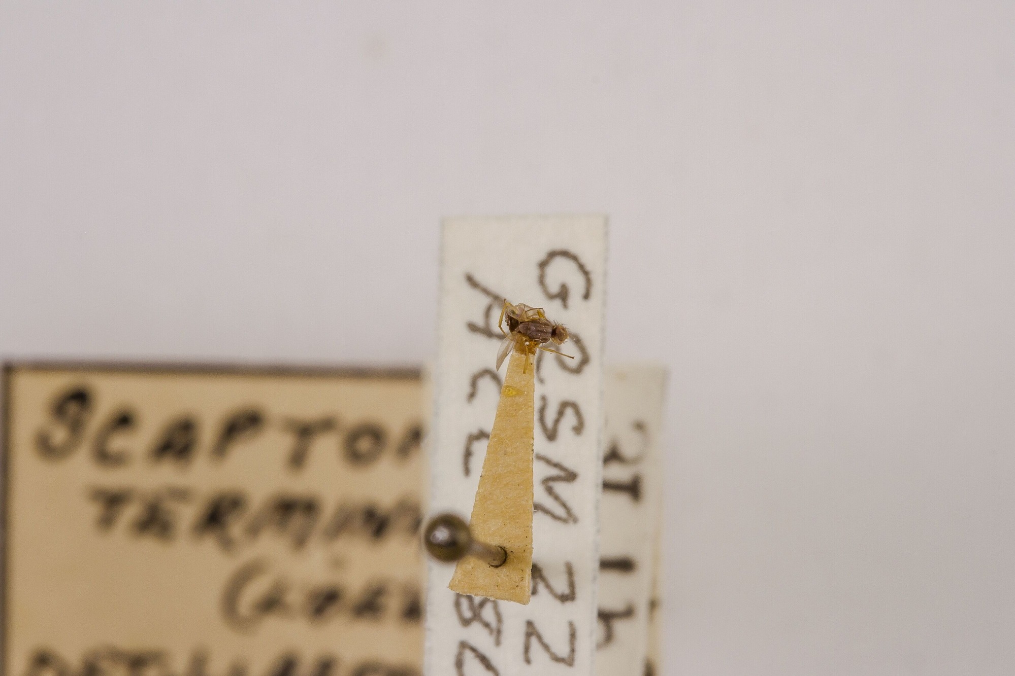 Image of Scaptomyza terminalis, a species of Animalia