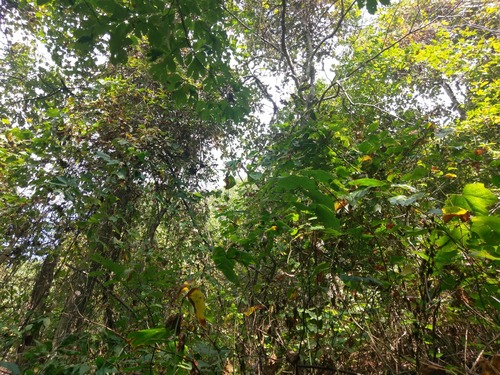 GRSM Accuracy Assessment. Plot Code: GRSM_AA_0936_6