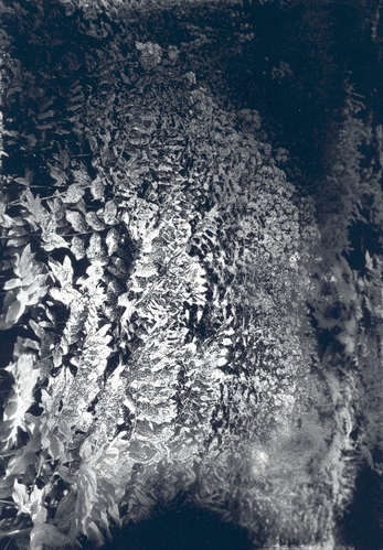 Group of Pink Phlox with Solomon's Seal in Foreground, at Mrs. Farrand's;Aug 21, 1923