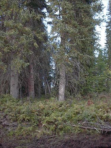 Bonanza Creek Water Quality Testing, Yukon-Charley Rivers, 2003
