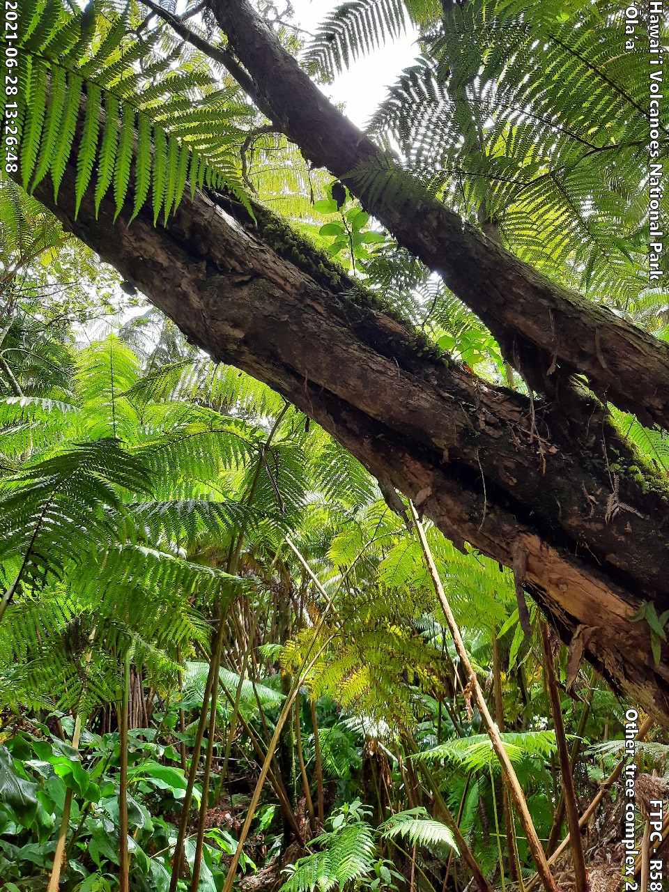 Photo of a phenomenon at the monitoring site. Phenomena may include a unique growth form of a plant, a tree complex (often a tight cluster of trees growing intertwined due to previous epiphytic growth) signs of pests or disease on a plant, signs of pig damage within the forest, or other unforeseen phenomenon. A short description is typically included in the photo subject after the keyword "Other".
