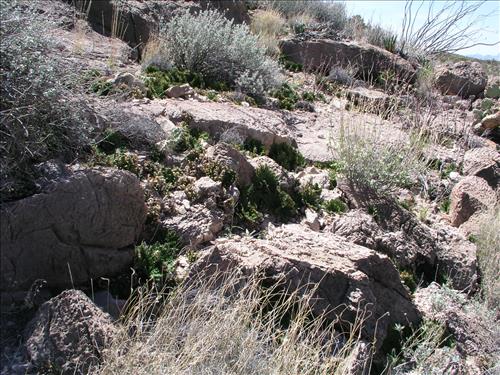 Streptanthus cutleri. Big Bend National Park, Tunnel. March 2004