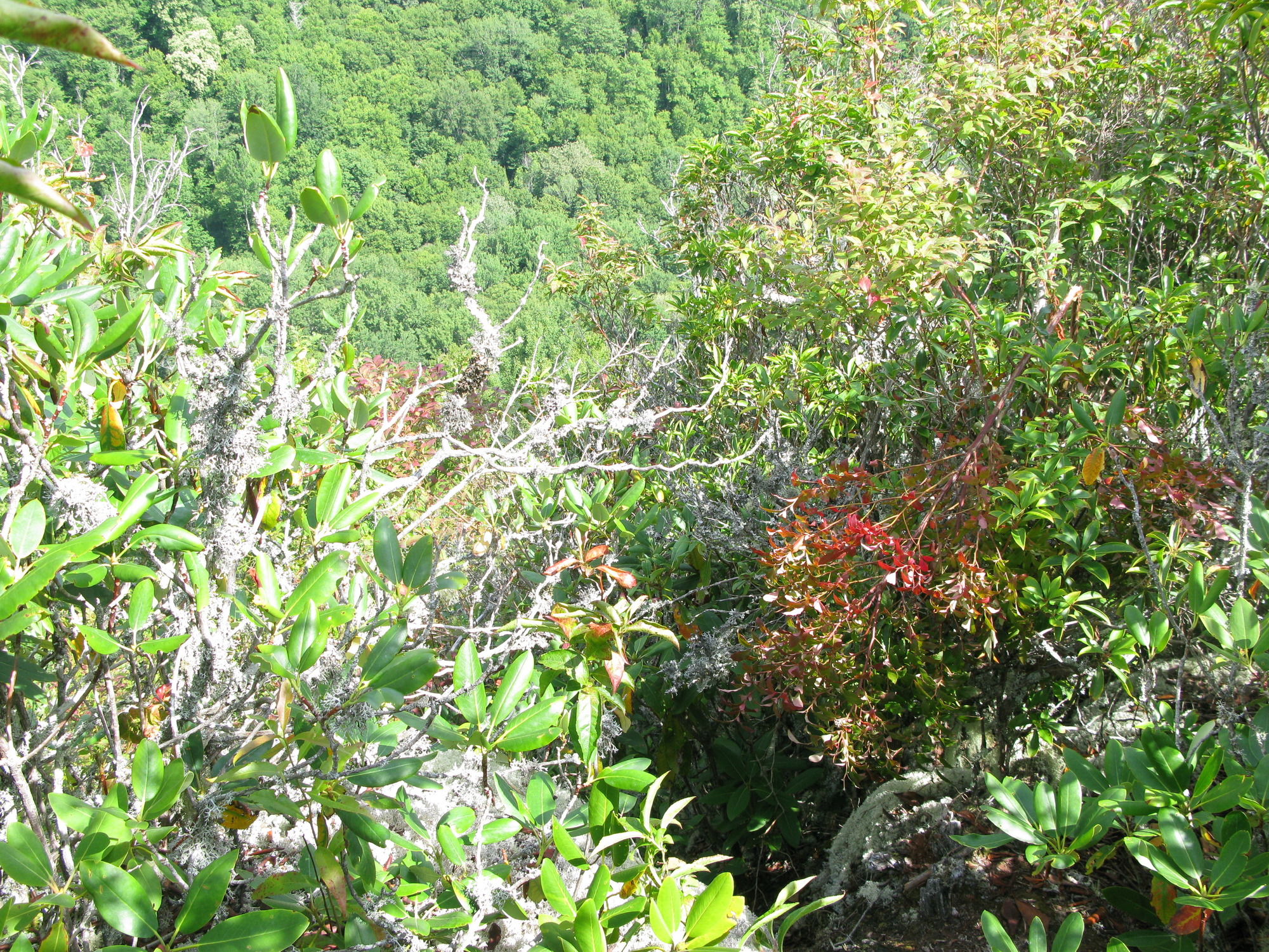 GRSM Accuracy Assessment. Plot Code: GRSM_AA_0008_2