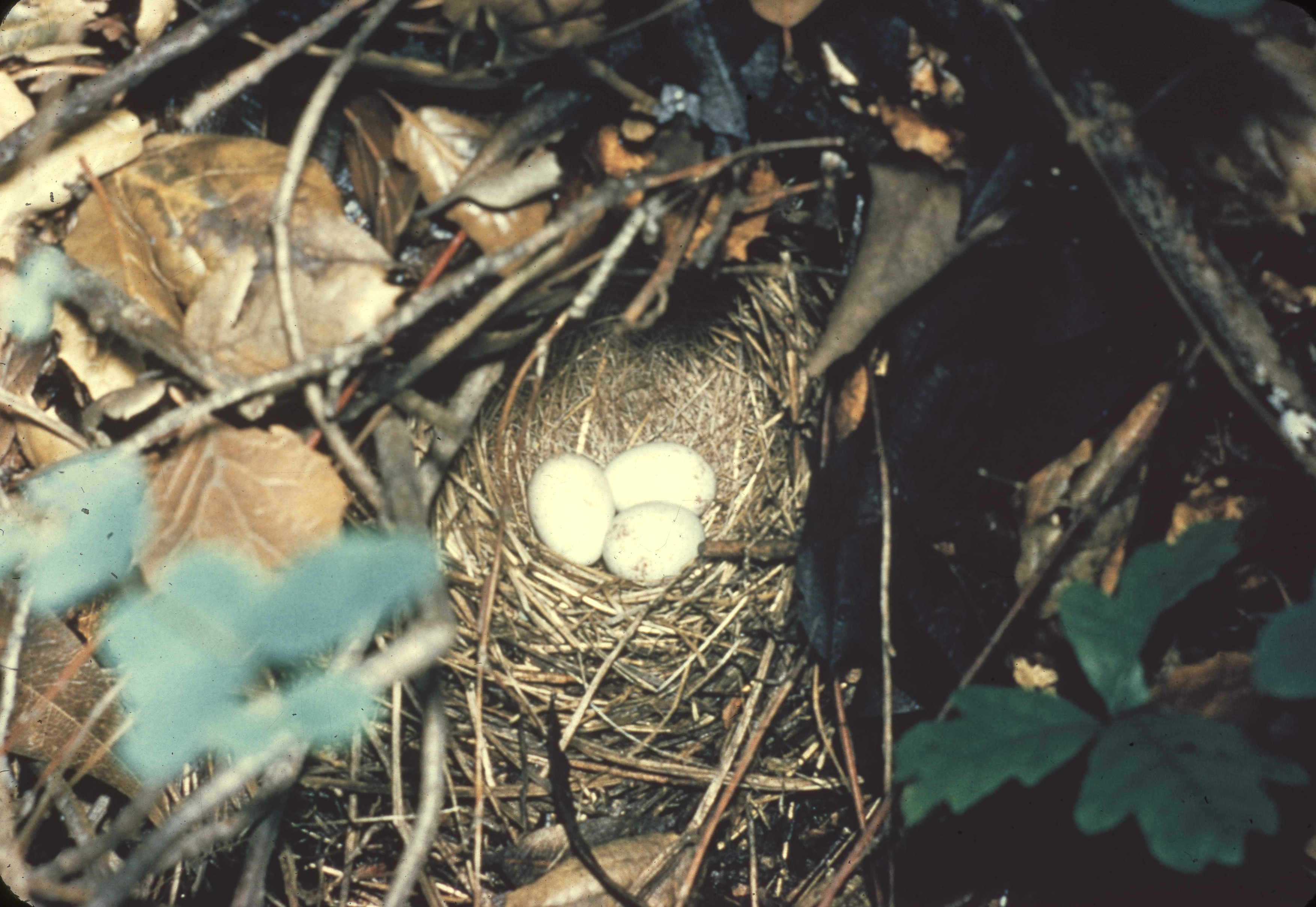 Junco Nest & Eggs. Tuolumne Meadows. W.E. D-38-e-6. Original. E-03-73-004
