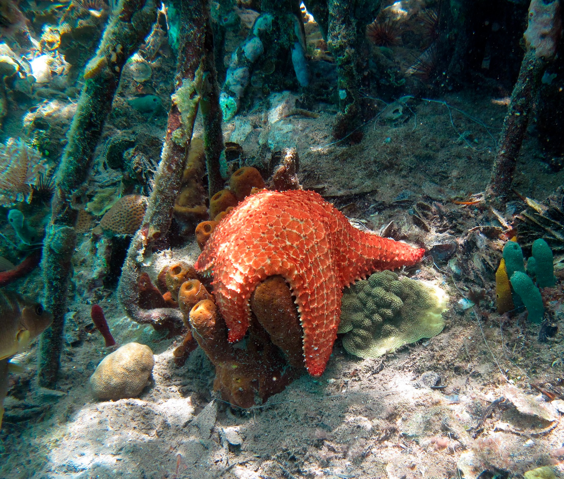 (h) Cushion Star (Oreaster reticulatus)