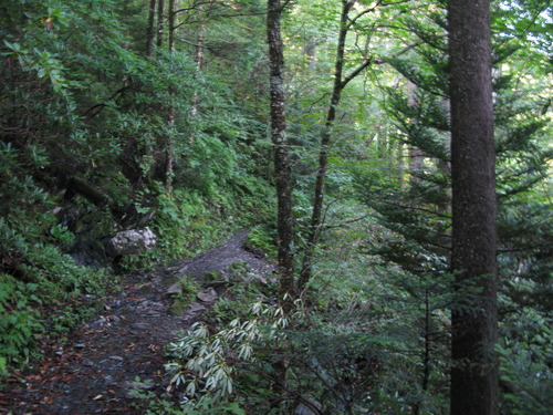 GRSM Accuracy Assessment. Plot Code: GRSM_AA_0366_6