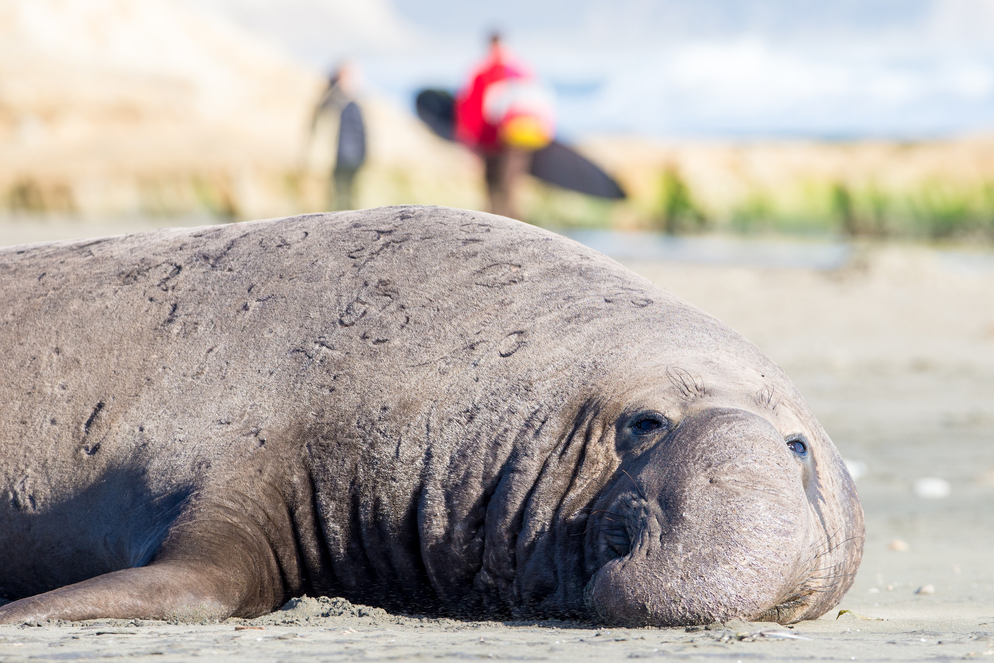 Male northern elephant seal resting on Drakes Beach as surfers walk by in the distance.