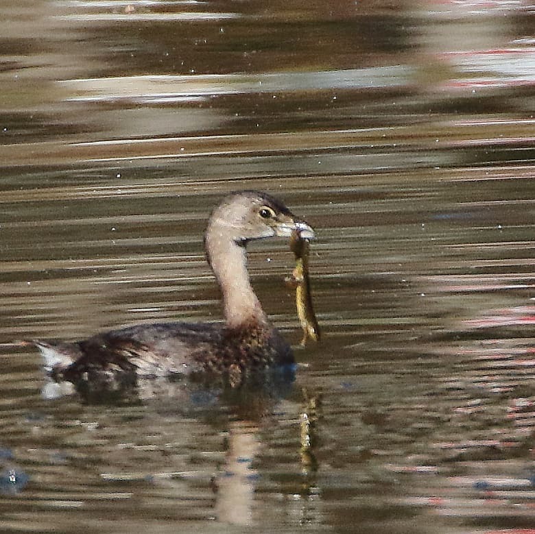 A pie-billed grebe colored brown in a lake eating a frog. Photo credit: Keith Watson