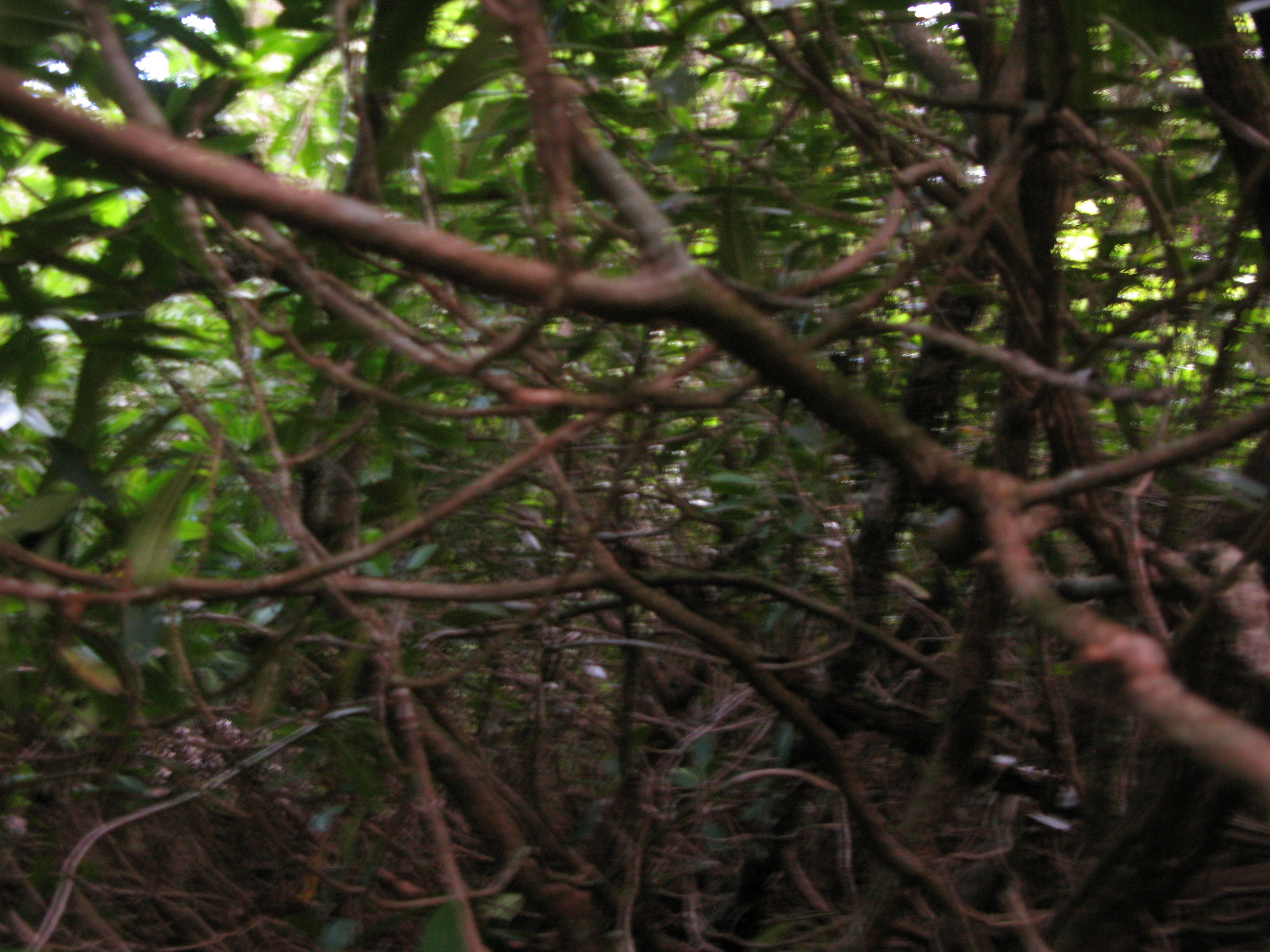 GRSM Accuracy Assessment. Plot Code: GRSM_AA_0026_2