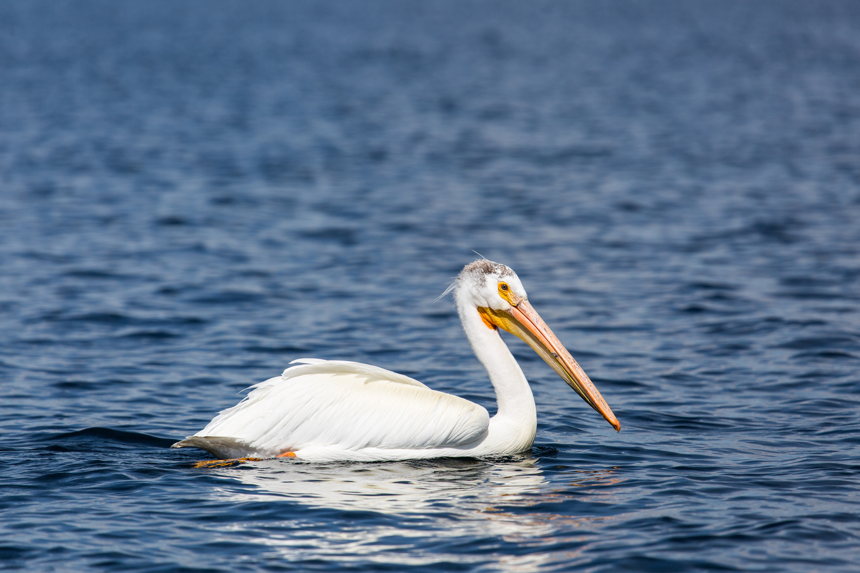 An American pelican swims in water