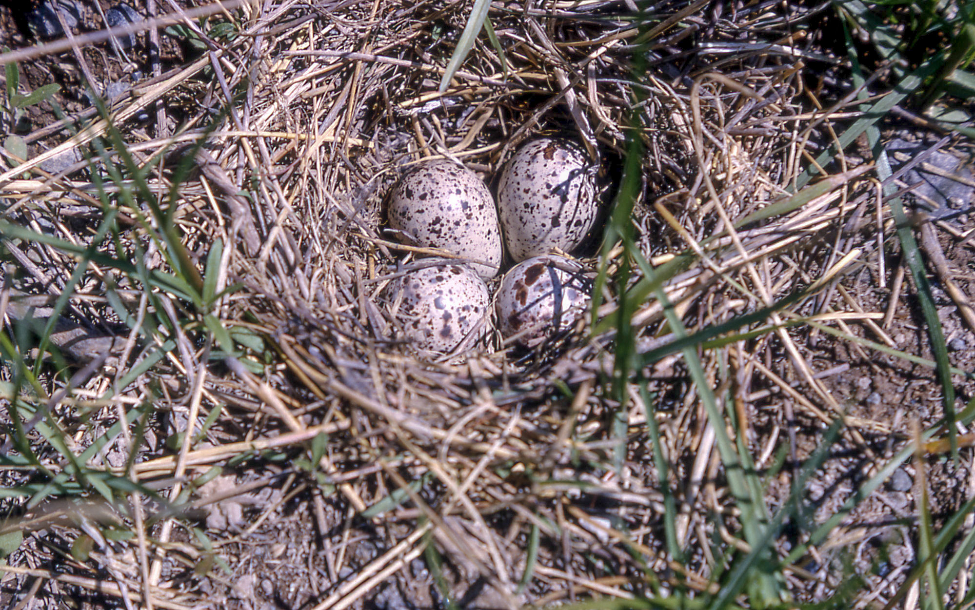 A bird next made of dried grass on the ground with four eggs in it.