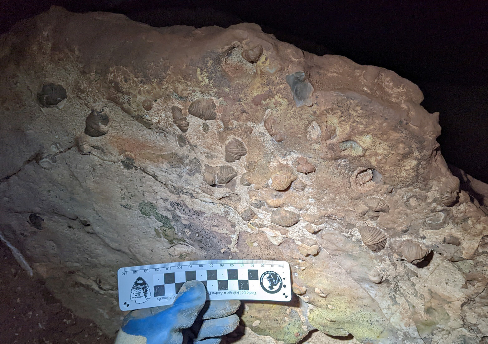 Brachiopod casts in a cave surface. A scale bar indicates that most are between 2 and 3 centimeters (0.8 to 1.2 inches) across. The shells are strongly ribbed.