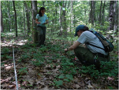Two NPS workers are tracking seedling growth. The worker on the left is bent down touching leaves, while the worker on the right is standing and writing on a clipboard.